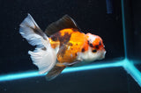Thai Oranda  Tricolor 4.5 Inch (ID#418T2c-118) Free2Day SHIPPING