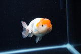 Juvenile Lionchu  Red White 3.5 Inch (ID#0110R11a-14) Free2Day SHIPPING