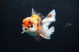 Thai Oranda  Tricolor 4.5 Inch (ID#418T2c-118) Free2Day SHIPPING