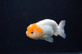 Juvenile Lionchu  Red White 3.5 Inch (ID#0110R11a-14) Free2Day SHIPPING