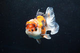 Thai Oranda  Tricolor 4.5 Inch (ID#418T2c-118) Free2Day SHIPPING