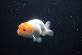 Juvenile Lionchu  Red White 3.5 Inch (ID#0110R11a-14) Free2Day SHIPPING