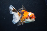 Thai Oranda  Tricolor 4.5 Inch (ID#418T2c-118) Free2Day SHIPPING
