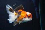 Thai Oranda  Tricolor 4.5 Inch (ID#418T2c-118) Free2Day SHIPPING
