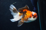 Thai Oranda  Tricolor 4.5 Inch (ID#418T2c-118) Free2Day SHIPPING