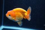 Juvenile Lionchu  Red White 3.5 Inch (ID#0110R11a-15) Free2Day SHIPPING