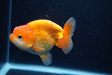 Juvenile Lionchu  Red White 3.5 Inch (ID#0110R11a-15) Free2Day SHIPPING