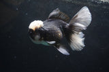 Thai Oranda  Panda 5 Inch (ID#418T2c-119) Free2Day SHIPPING