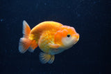 Juvenile Lionchu  Red White 3.5 Inch (ID#0110R11a-15) Free2Day SHIPPING