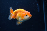 Juvenile Lionchu  Red White 3.5 Inch (ID#0110R11a-15) Free2Day SHIPPING