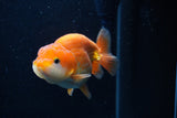 Juvenile Lionchu  Red White 3.5 Inch (ID#0110R11a-15) Free2Day SHIPPING