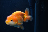 Juvenile Lionchu  Red White 3.5 Inch (ID#0110R11a-15) Free2Day SHIPPING