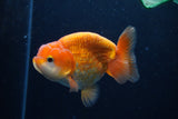 Juvenile Lionchu  Red White 3.5 Inch (ID#0110R11a-15) Free2Day SHIPPING