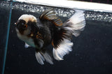 Thai Oranda  Panda 5 Inch (ID#418T2c-119) Free2Day SHIPPING