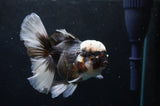 Thai Oranda  Panda 5 Inch (ID#418T2c-119) Free2Day SHIPPING
