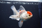 Juvenile Thai Oranda  Red Cap 3.5 Inch (ID#1029To13b-87) Free2Day SHIPPING