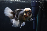 Thai Oranda  Panda 5 Inch (ID#418T2c-119) Free2Day SHIPPING