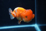 Juvenile Lionchu  Red White 4 Inch (ID#0110R11a-16) Free2Day SHIPPING