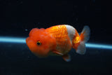 Juvenile Lionchu  Red White 4 Inch (ID#0110R11a-16) Free2Day SHIPPING