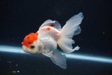 Juvenile Thai Oranda  Red Cap 3.5 Inch (ID#1029To13b-87) Free2Day SHIPPING