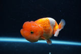 Juvenile Lionchu  Red White 4 Inch (ID#0110R11a-16) Free2Day SHIPPING