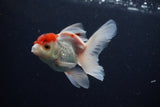 Juvenile Thai Oranda  Red Cap 3.5 Inch (ID#1029To13b-87) Free2Day SHIPPING