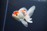 Juvenile Thai Oranda  Red Cap 3.5 Inch (ID#1029To13b-87) Free2Day SHIPPING