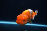 Juvenile Lionchu  Red White 4 Inch (ID#0110R11a-16) Free2Day SHIPPING