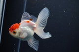 Juvenile Thai Oranda  Red Cap 3.5 Inch (ID#1029To13b-87) Free2Day SHIPPING