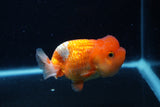 Juvenile Lionchu  Red White 4 Inch (ID#0110R11a-16) Free2Day SHIPPING