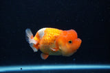 Juvenile Lionchu  Red White 4 Inch (ID#0110R11a-16) Free2Day SHIPPING