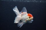 Juvenile Thai Oranda  Red Cap 3.5 Inch (ID#1029To13b-87) Free2Day SHIPPING