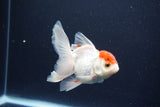 Juvenile Thai Oranda  Red Cap 3.5 Inch (ID#1029To13b-87) Free2Day SHIPPING