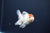 Juvenile Thai Oranda  Red Cap 3.5 Inch (ID#1029To13b-87) Free2Day SHIPPING