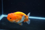 Juvenile Lionchu  Red White 3.5 Inch (ID#0110R11a-17) Free2Day SHIPPING