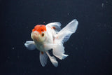 Juvenile Thai Oranda  Red Cap 3.5 Inch (ID#1029To13b-87) Free2Day SHIPPING