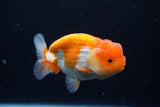 Juvenile Lionchu  Red White 3.5 Inch (ID#0110R11a-17) Free2Day SHIPPING