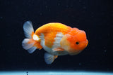 Juvenile Lionchu  Red White 3.5 Inch (ID#0110R11a-17) Free2Day SHIPPING