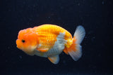 Juvenile Lionchu  Red White 3.5 Inch (ID#0110R11a-17) Free2Day SHIPPING