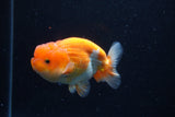 Juvenile Lionchu  Red White 3.5 Inch (ID#0110R11a-17) Free2Day SHIPPING