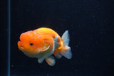 Juvenile Lionchu  Red White 3.5 Inch (ID#0110R11a-17) Free2Day SHIPPING