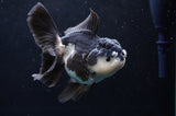 Thai Oranda  Panda 5 Inch (ID#418T2c-121) Free2Day SHIPPING