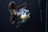Thai Oranda  Panda 5 Inch (ID#418T2c-121) Free2Day SHIPPING