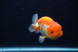 Juvenile Lionchu  Red White 3.5 Inch (ID#0110R11a-17) Free2Day SHIPPING