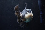 Thai Oranda  Panda 5 Inch (ID#418T2c-121) Free2Day SHIPPING