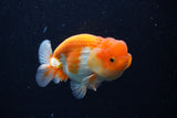 Juvenile Lionchu  Red White 3.5 Inch (ID#0110R11a-17) Free2Day SHIPPING