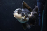 Thai Oranda  Panda 5 Inch (ID#418T2c-121) Free2Day SHIPPING