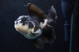 Thai Oranda  Panda 5 Inch (ID#418T2c-121) Free2Day SHIPPING