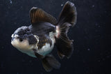 Thai Oranda  Panda 5 Inch (ID#418T2c-121) Free2Day SHIPPING