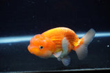 Juvenile Lionchu  Red White 4 Inch (ID#0113R11a-7) Free2Day SHIPPING